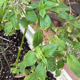Photo of the plant species Egyptian Starcluster by @AnewGarlic18 named Mochi on Greg, the plant care app