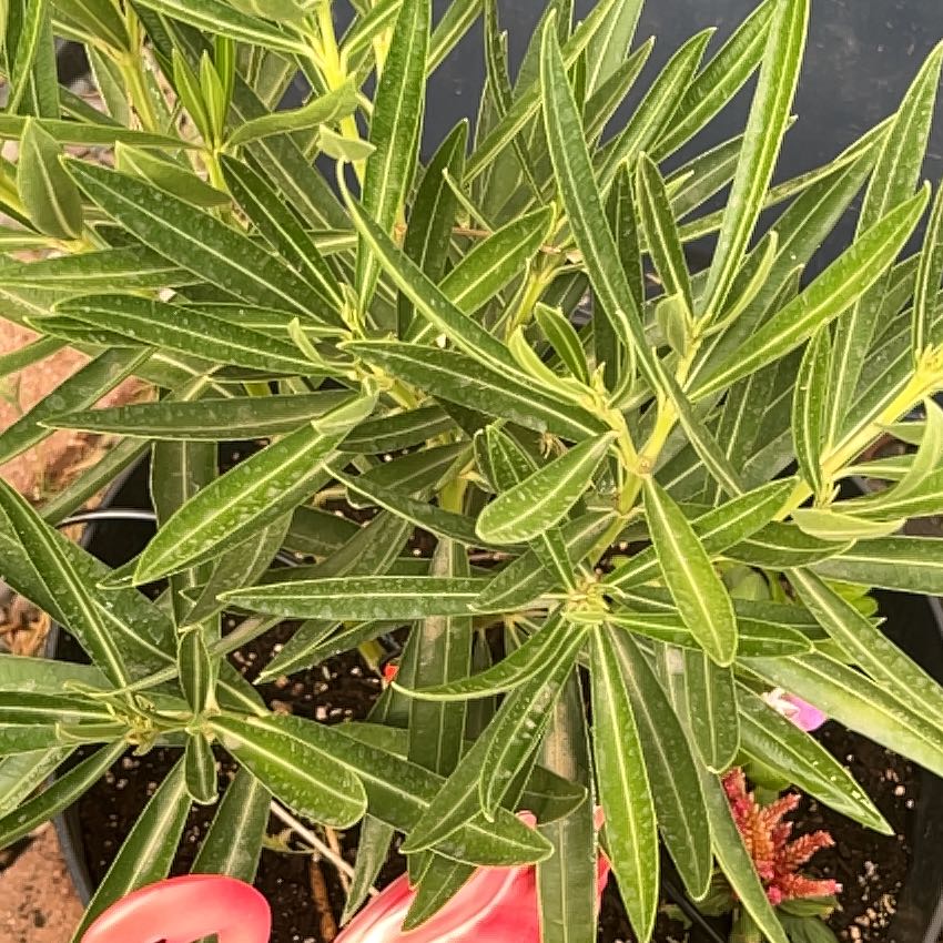 Photo of the plant species Oleander by @AnewGarlic18 named Girlfrond on Greg, the plant care app
