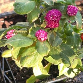 Photo of the plant species Valeriana rubra by @AnewGarlic18 named Darwin on Greg, the plant care app