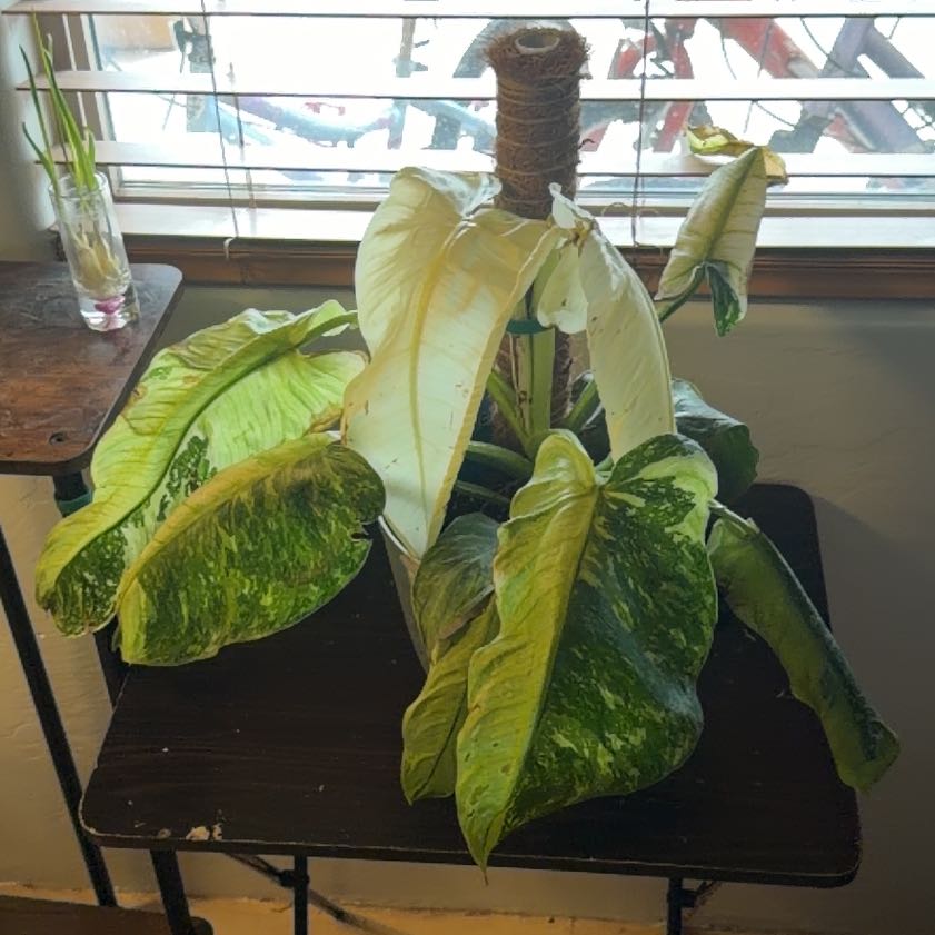 Photo of the plant species Philodendron 'Jose Buono' by @WinCandytuft83 named Sage on Greg, the plant care app