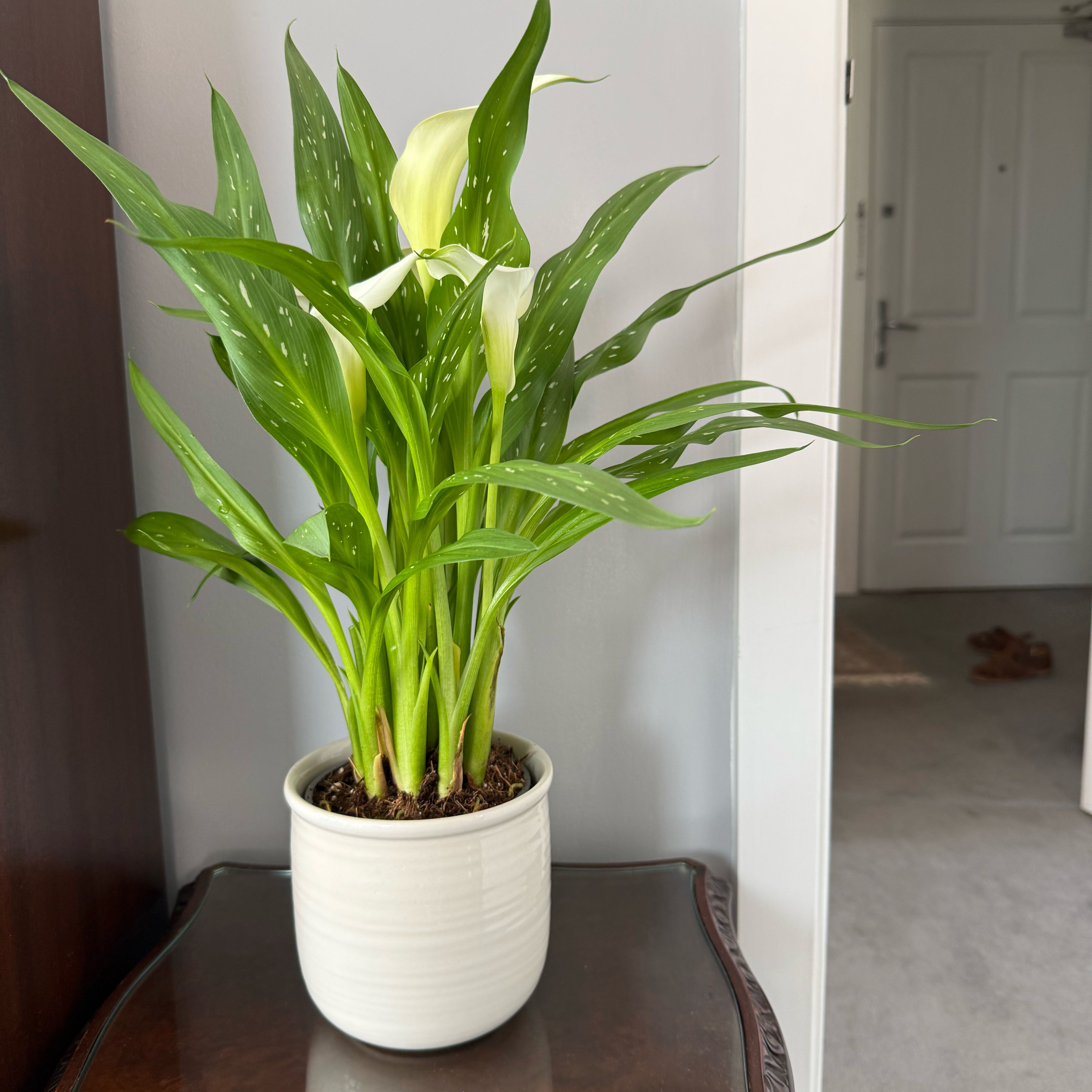 Photo of the plant species Zantedeschia rehmannii by @TastyRedfir47 named Achilles on Greg, the plant care app