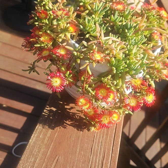 Photo of the plant species Giant Crego Aster by @TopFalsealoe78 named Surya on Greg, the plant care app