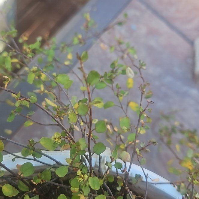 Photo of the plant species Sprawling Wirevine by @TopFalsealoe78 named Homer on Greg, the plant care app