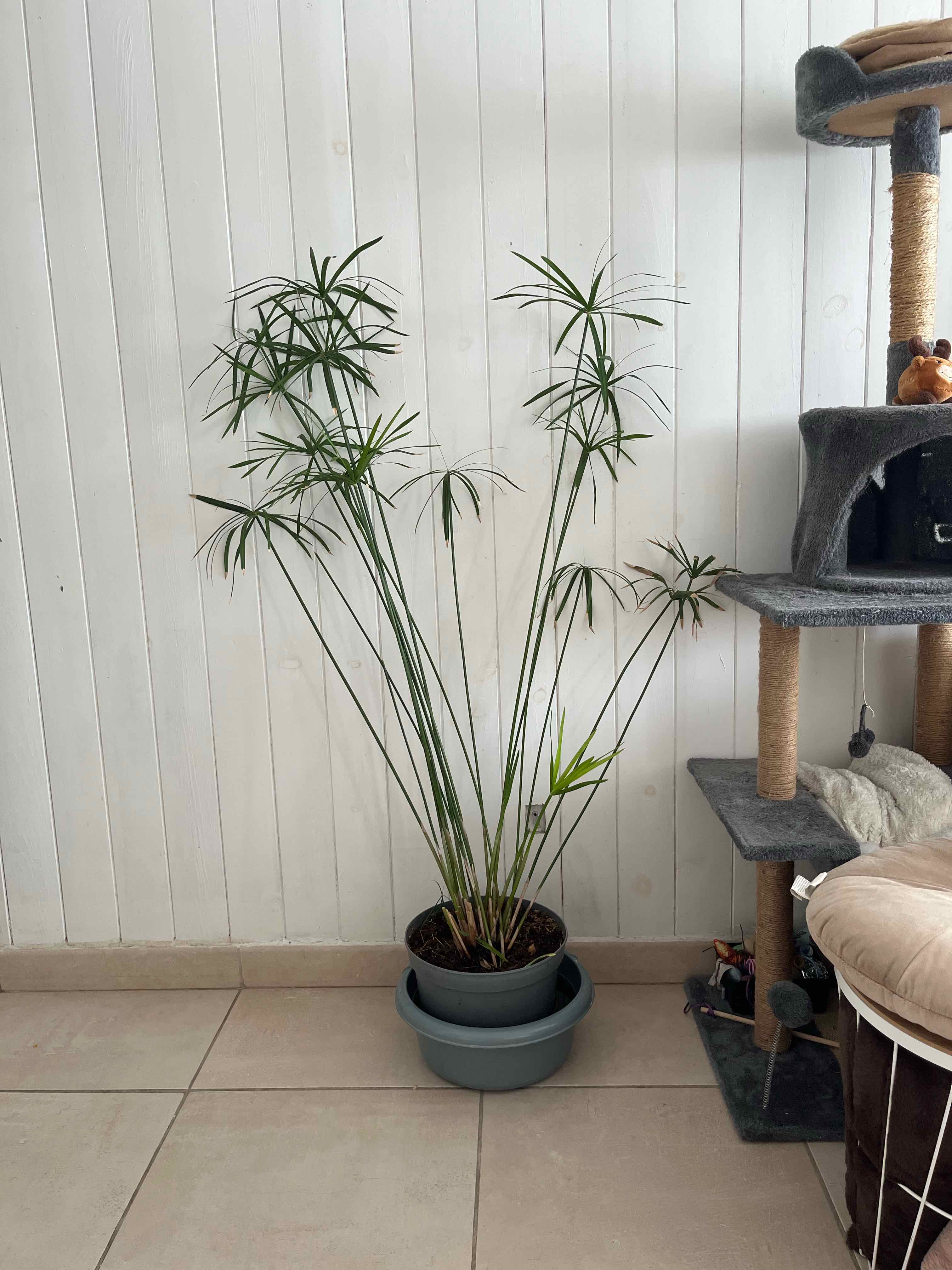 Photo of the plant species Umbrella Papyrus by @NewCardoon25 named Sarah on Greg, the plant care app