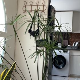 Photo of the plant species Umbrella Papyrus by @VipLovage85 named Captain Plant-it on Greg, the plant care app