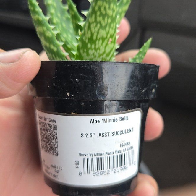 Photo of the plant species Aloe 'Minnie Belle' by @ProRedash59 named Tupot amaroot on Greg, the plant care app