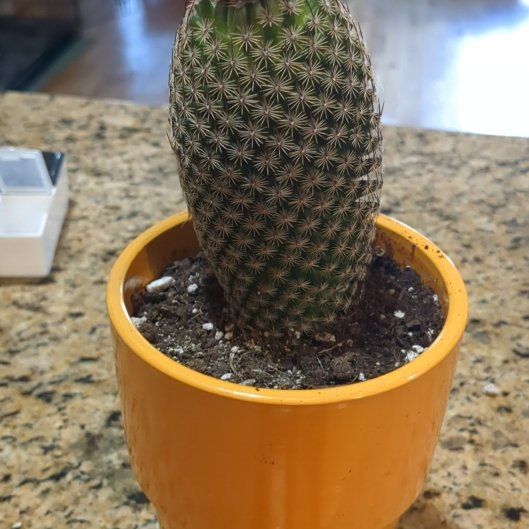 Photo of the plant species Coryphantha erecta by @ElegantTutsan32 named Remington on Greg, the plant care app