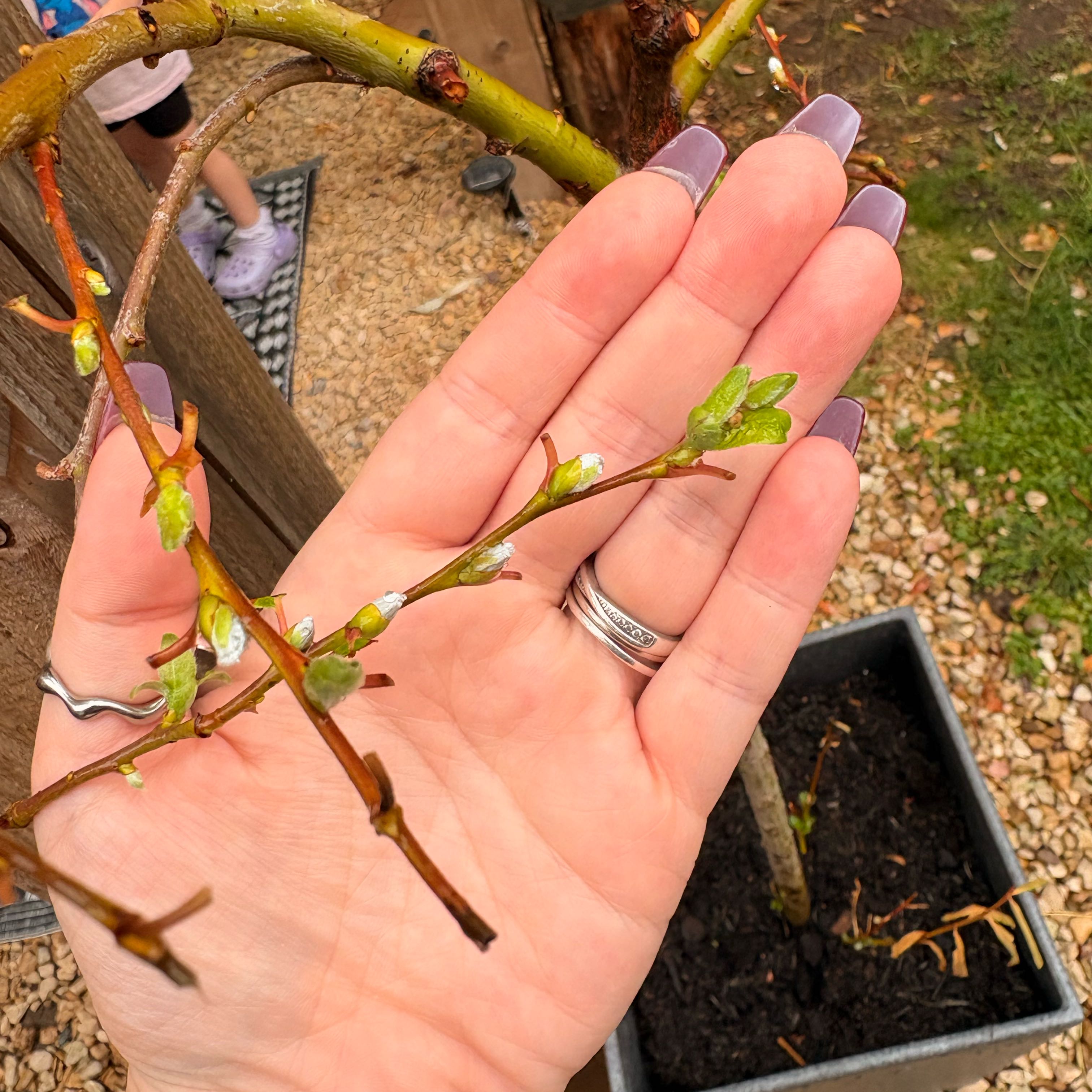 Photo of the plant species Pussy Willow by @PrincePhlox93 named Tree Diddy on Greg, the plant care app