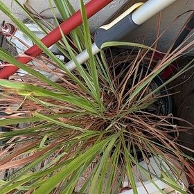 Photo of the plant species Lemon Grass by @KookyBigfoot64 named Kendall on Greg, the plant care app