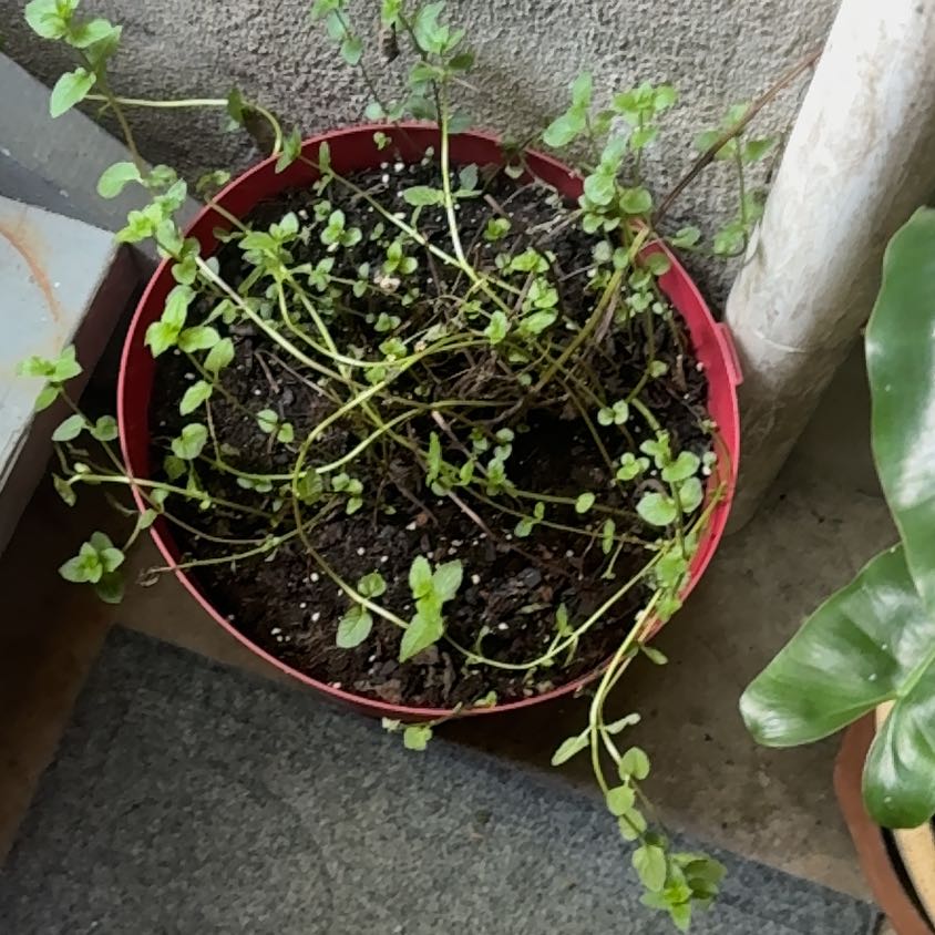 Photo of the plant species Common Chickweed by @ChicGloriosa85 named Leaf Erickson on Greg, the plant care app