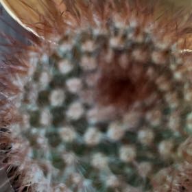 Photo of the plant species Rainbow Pincushion by @FullWildramp10 named Kylie on Greg, the plant care app