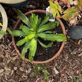 Photo of the plant species Culantro by @PeppyFanmoss82 named Bigleef Smalls on Greg, the plant care app