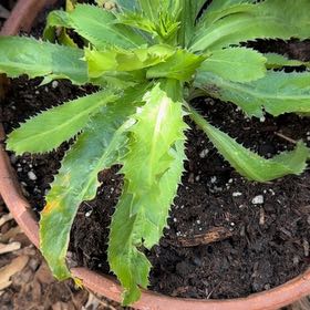 Photo of the plant species Culantro by @PeppyFanmoss82 named Xena on Greg, the plant care app