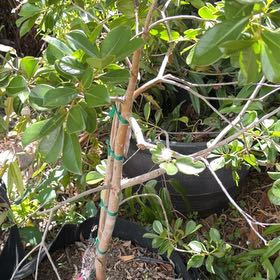 Photo of the plant species Strawberry Guava by @PeppyFanmoss82 named Planty on Greg, the plant care app