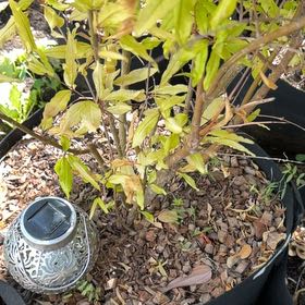 Photo of the plant species Pomegranate by @PeppyFanmoss82 named Willow on Greg, the plant care app