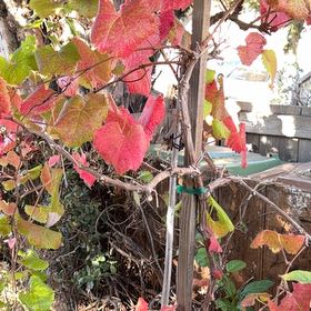 Photo of the plant species Wine Grape by @PeppyFanmoss82 named Emerson on Greg, the plant care app