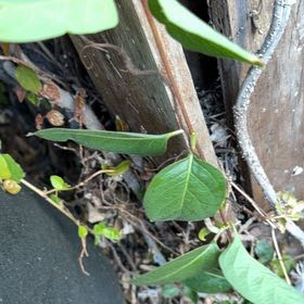 Photo of the plant species Japanese Honeysuckle by @PeppyFanmoss82 named Sproutacus on Greg, the plant care app