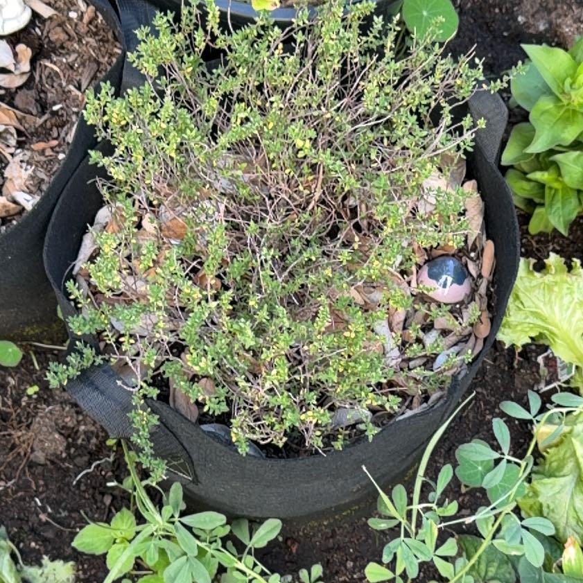 Photo of the plant species Common Thyme by @PeppyFanmoss82 named Apollo on Greg, the plant care app