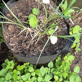 Photo of the plant species Lemon Grass by @PeppyFanmoss82 named Oscar on Greg, the plant care app