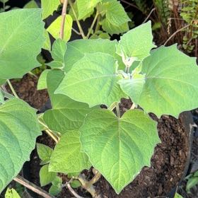 Photo of the plant species Cape Gooseberry by @PeppyFanmoss82 named Denali on Greg, the plant care app
