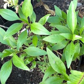 Photo of the plant species Valeriana rubra by @PeppyFanmoss82 named Dax on Greg, the plant care app