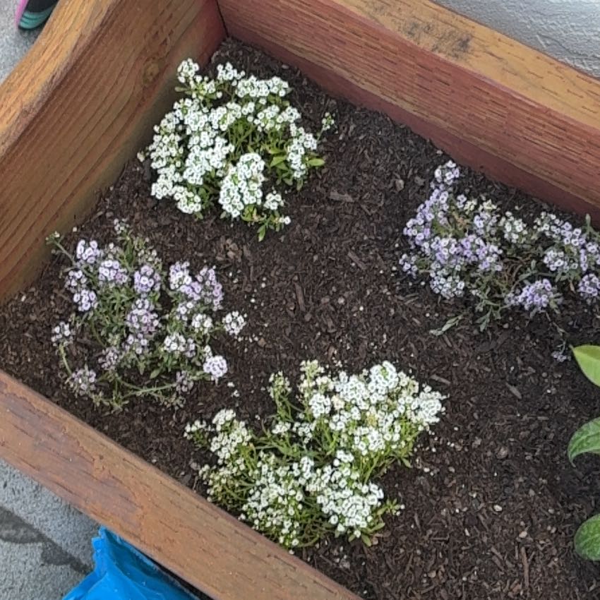 Photo of the plant species Sweet Alyssum by @LargeBonsi31 named Lola on Greg, the plant care app