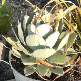 Photo of the plant species Agave Parryi by @VastFicus72 named Captain Plant-it on Greg, the plant care app