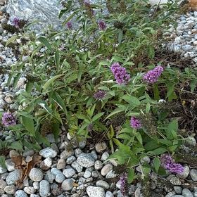 Photo of the plant species Orange Eye Butterflybush by @BentonRedhill74 named Robert Plant on Greg, the plant care app