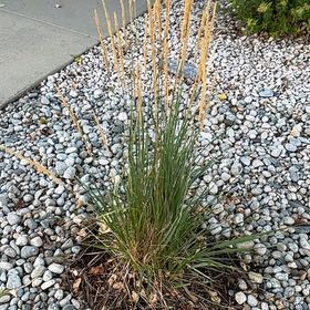Photo of the plant species Crimson Fountaingrass by @BentonRedhill74 named McKinley on Greg, the plant care app