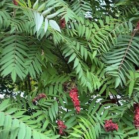 Photo of the plant species Smooth Sumac by @CasualRosea52 named Hemingway on Greg, the plant care app