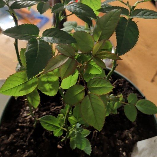 Photo of the plant species Dog Rose by @FabCanecactus47 named Harmony on Greg, the plant care app