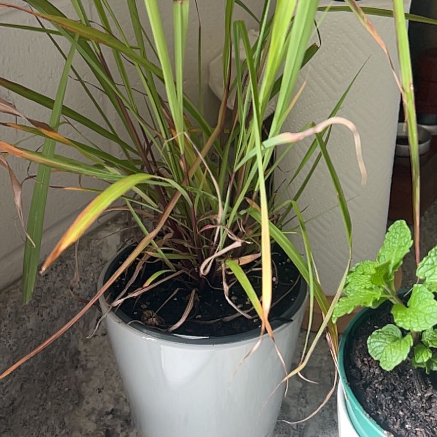 Photo of the plant species Lemon Grass by @UndauntedTule4 named Planty on Greg, the plant care app