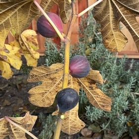 Photo of the plant species Brown Turkey Fig by @Snkmpokemom named Terra on Greg, the plant care app