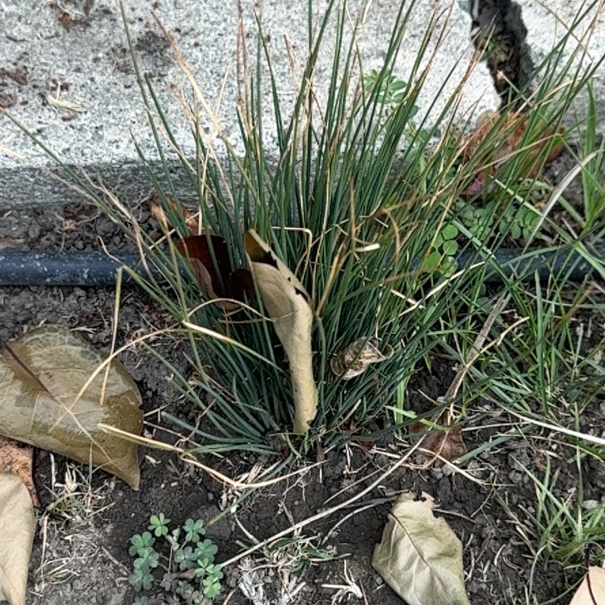 Photo of the plant species Crimson Fountaingrass by @Snkmpokemom named Rosa on Greg, the plant care app