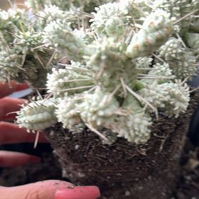 Photo of the plant species Variegated Corncob Cactus by @HeroMudpuppy1 named Nemo on Greg, the plant care app