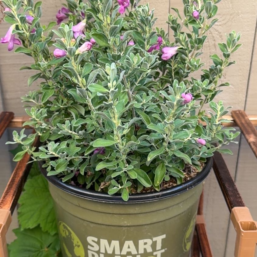 Photo of the plant species Texas Barometer Bush by @ZestDevilsivy40 named Tammy on Greg, the plant care app