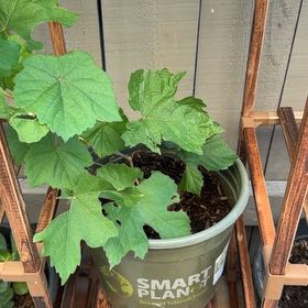 Photo of the plant species Wine Grape by @ZestDevilsivy40 named Winston on Greg, the plant care app