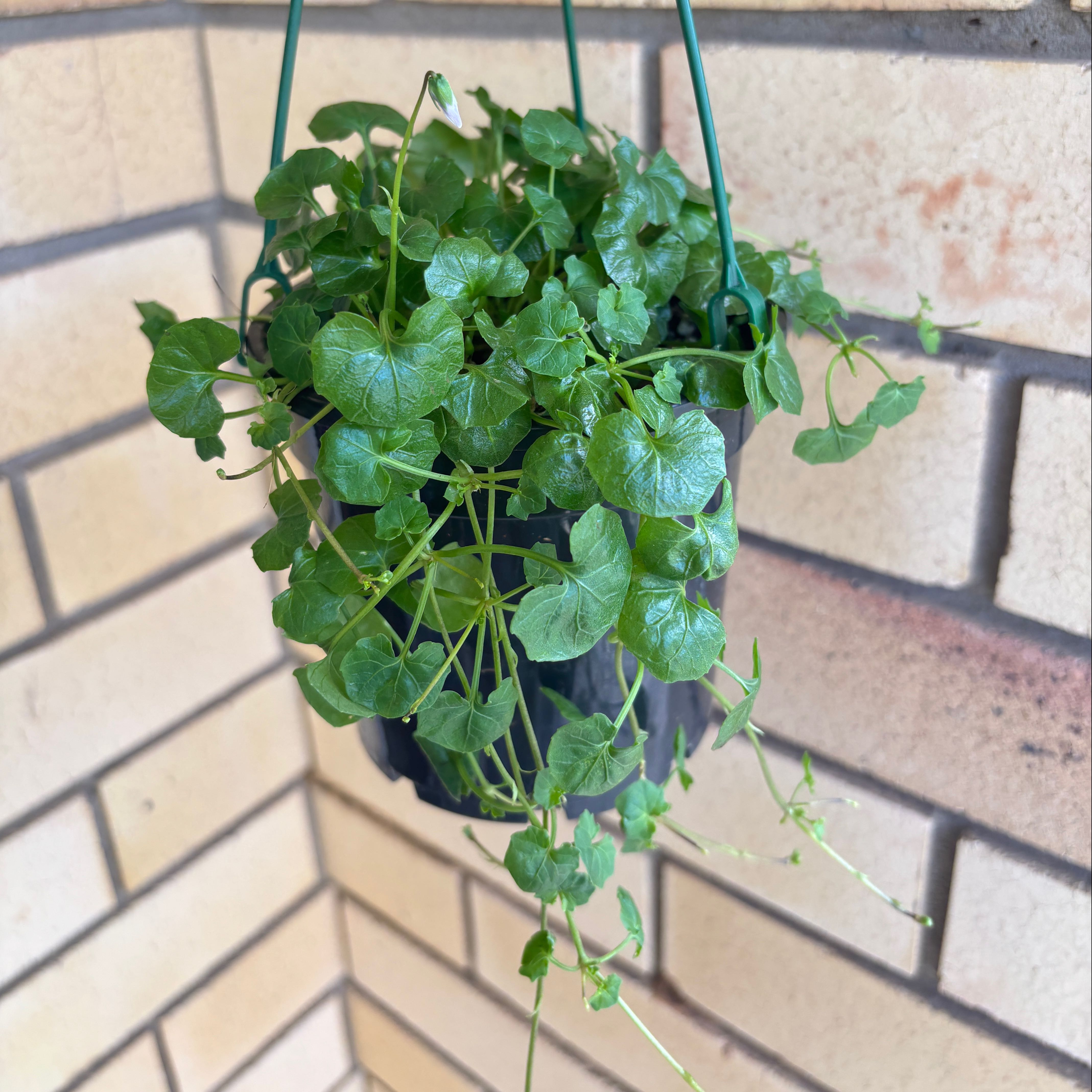 Photo of the plant species Australian Violet by @frogcowboy named Violet on Greg, the plant care app