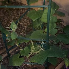 Photo of the plant species Cucumber by @BrainyOakfern98 named Tree Diddy on Greg, the plant care app