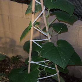 Photo of the plant species Cucumber by @BrainyOakfern98 named Robert Plant on Greg, the plant care app