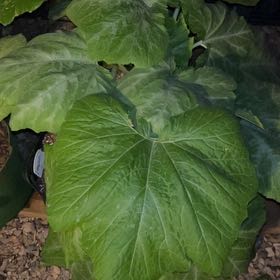 Photo of the plant species Summer Squash by @BrainyOakfern98 named Gates on Greg, the plant care app