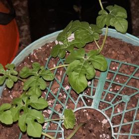 Photo of the plant species Watermelon by @BrainyOakfern98 named Harmony on Greg, the plant care app