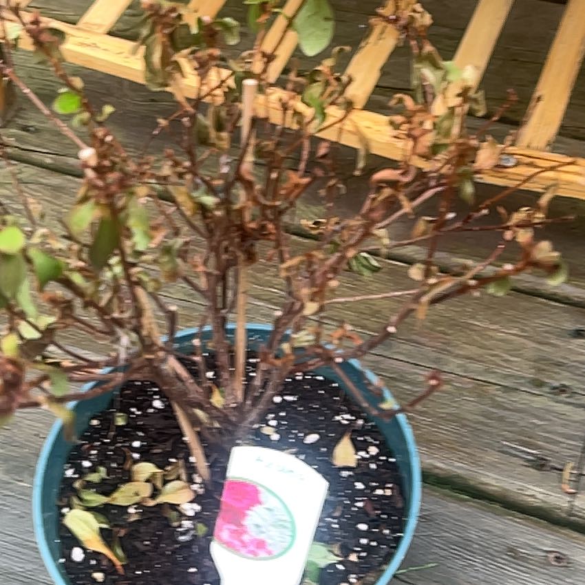 Photo of the plant species Azalea by @ReallyChaya named Harry on Greg, the plant care app