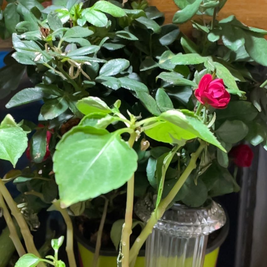 Photo of the plant species Buzzy Lizzy by @AceSeamango93 named Pax on Greg, the plant care app