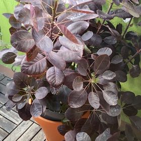 Photo of the plant species Smokebush by @FullSainfoin99 named Apollo on Greg, the plant care app