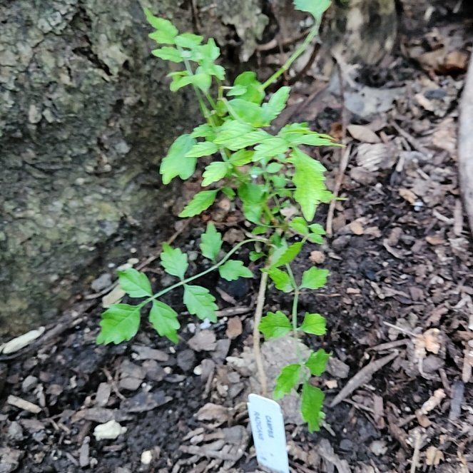 Photo of the plant species Golden Rain Tree by @YesDandelion40 named Drake on Greg, the plant care app