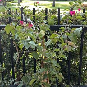 Photo of the plant species Lesser Bougainvillea by @AlertMostii16 named Maya on Greg, the plant care app