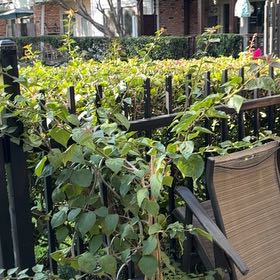 Photo of the plant species Lesser Bougainvillea by @AlertMostii16 named Harper on Greg, the plant care app