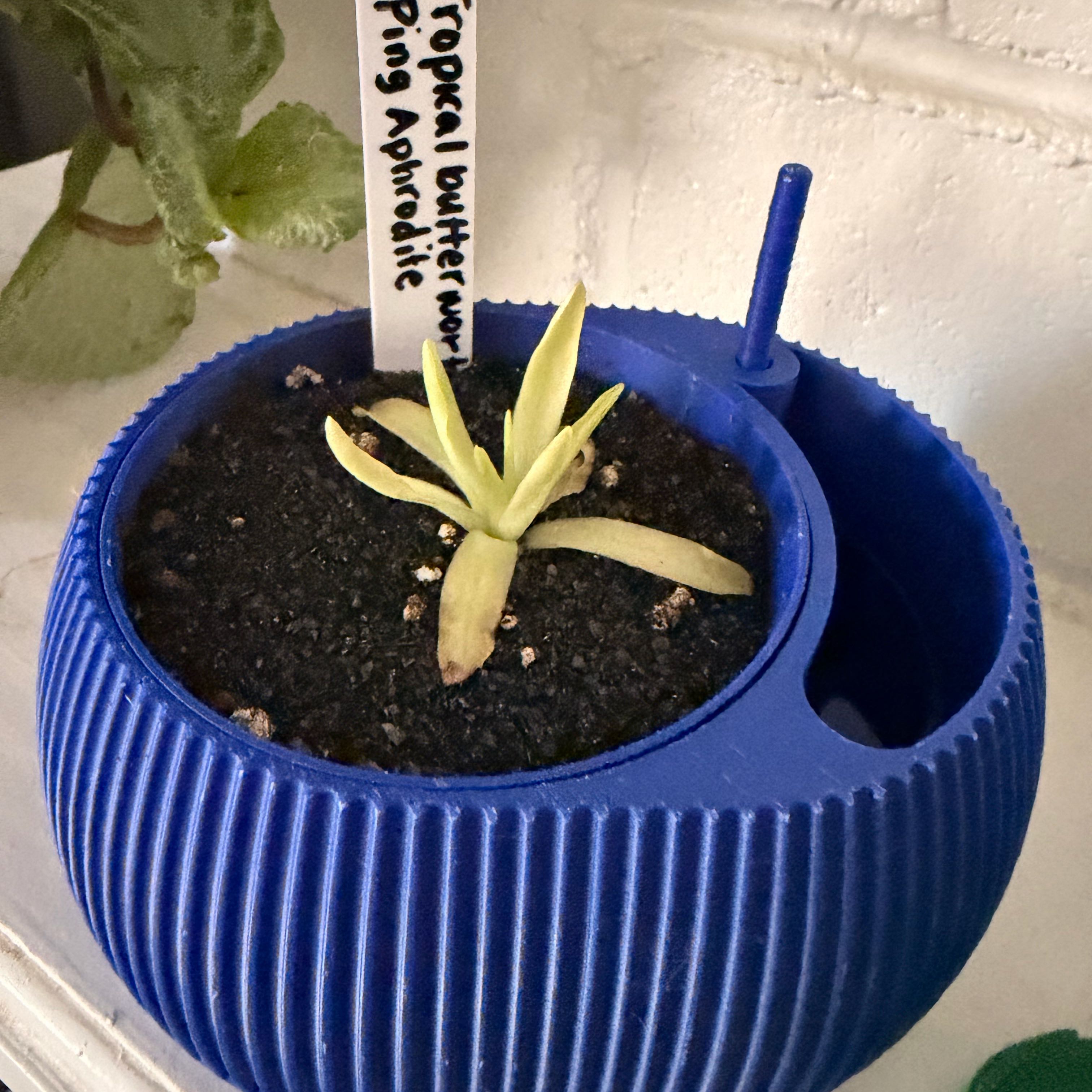 Photo of the plant species Butterwort, Mexican Cultivars by @AbleGerbera2 named Darwin on Greg, the plant care app