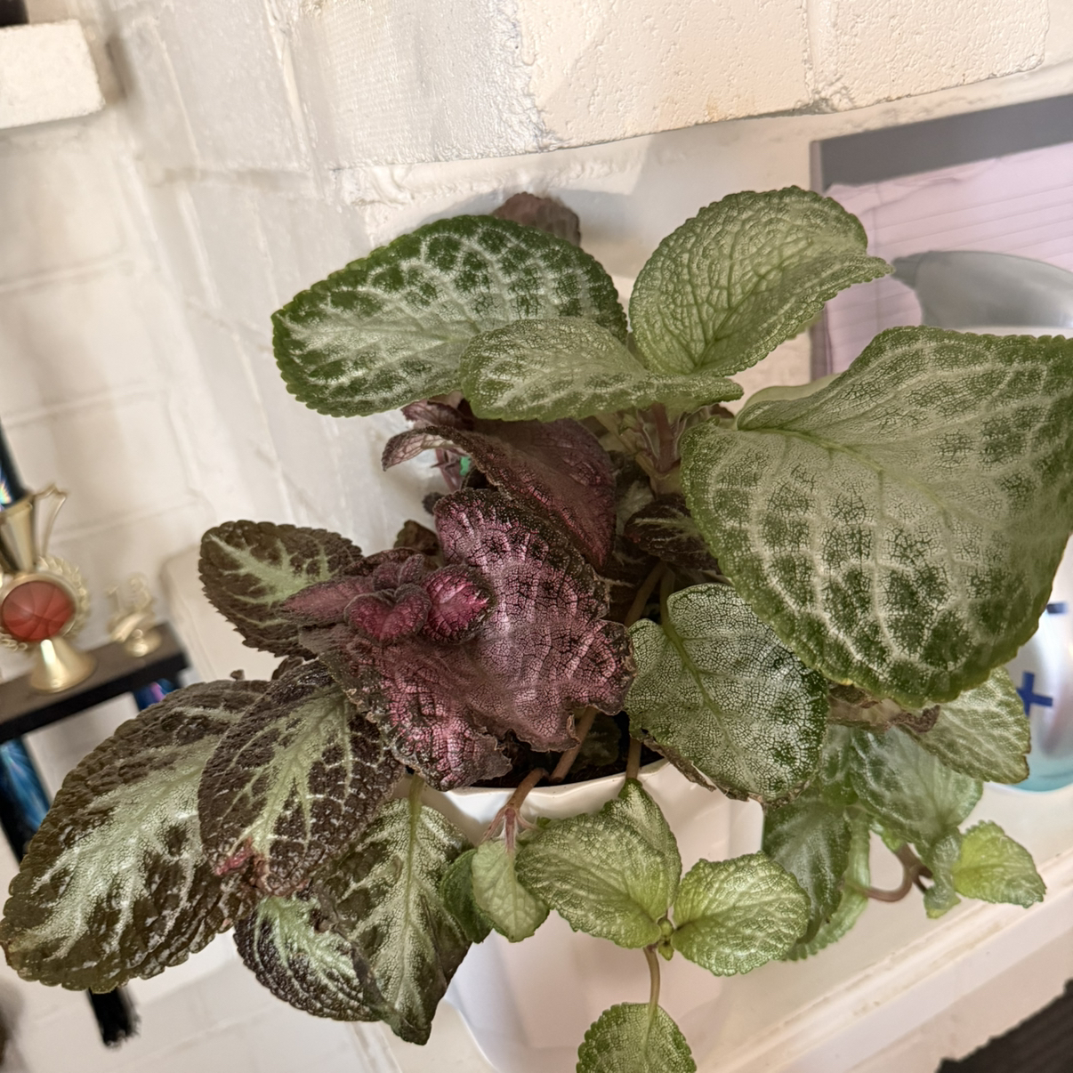 Photo of the plant species Flame Violet by @AbleGerbera2 named Morgan Treeman on Greg, the plant care app